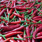 Frische rote Chili - Mabuhay Pinoy Asia Shop